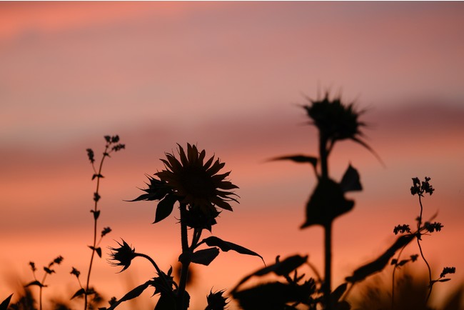 (C)岡本洋子 (C)岡本洋子