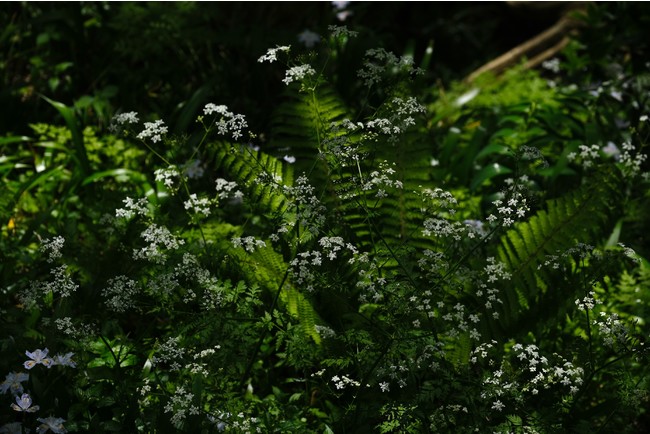 (C)岡本洋子 (C)岡本洋子