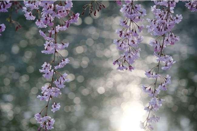 (C)岡本洋子 (C)岡本洋子