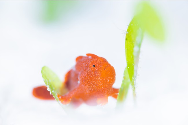 (C)上出俊作 (C)上出俊作