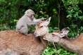 富士フイルムフォトサロン 大阪 希望（HOPE） ～みんなで考える動物の未来～写真展【同時開催】夏休み自由研究イベント「動物と環境のふしぎ」