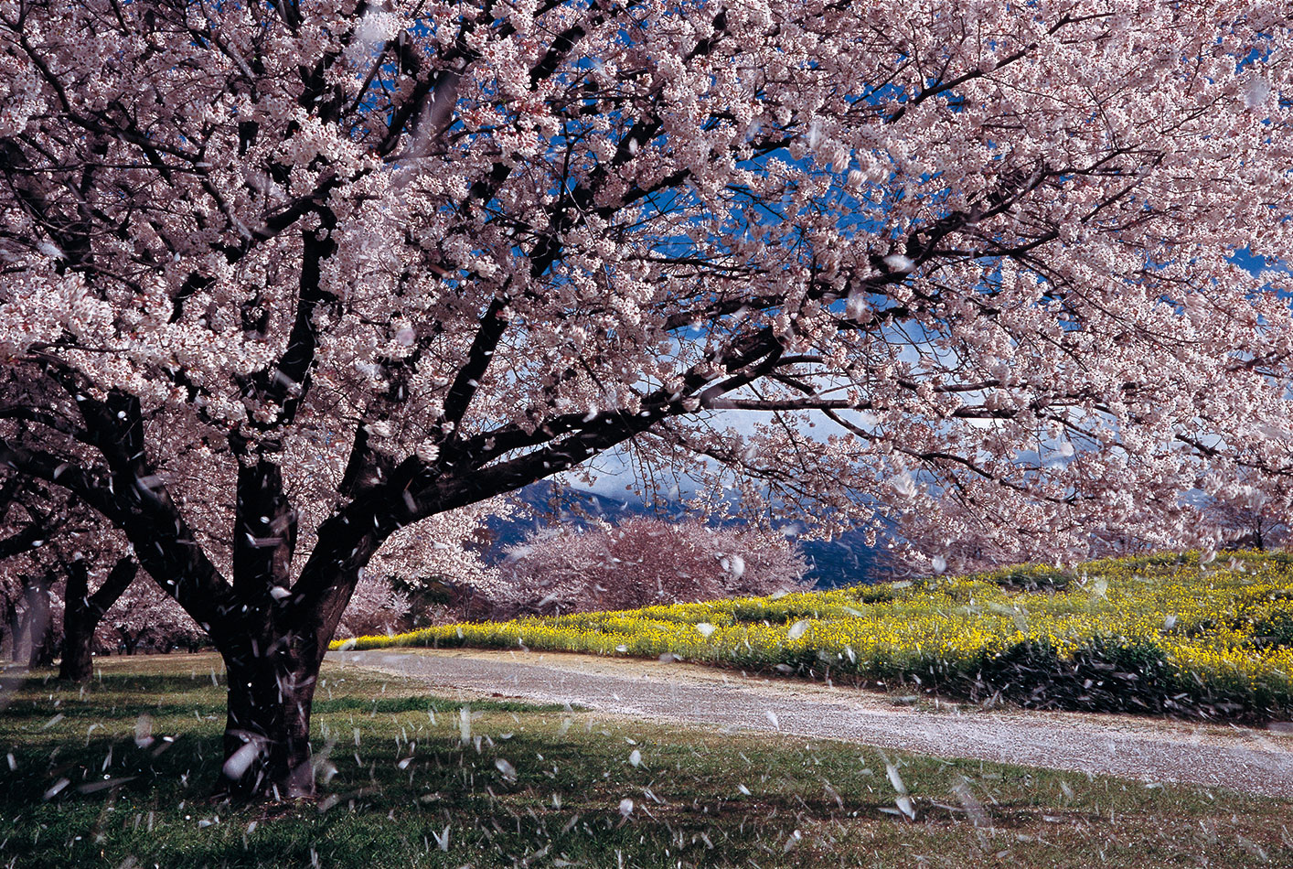 『風景写真祭2020』2会場連携写真展開催のお知らせ「第15回美しい風景写真100人展」「風景写真Xtension展」