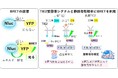 生きた細胞の「光」で希少血管奇形の治療薬探索に向けたプラットフォームを開発