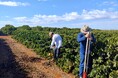 味の素AGF㈱、ブラジル連邦共和国/コーヒーにおける再生型農業実証事業が、経済産業省の令和6年度補正グローバルサウス未来志向型共創等事業費補助金(小規模実証・FS事業)に採択
