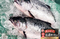 【角上魚類】新潟直送の国産養殖「活〆佐渡サーモン」を期間限定で販売開始。