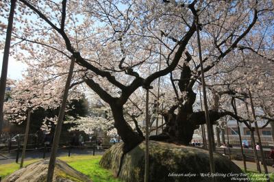 まだ間に合う これからが見頃の 東日本桜スポット 弘前 福島 盛岡など 東日本屈指の桜の名所が勢ぞろい フォートラベル株式会社のプレスリリース