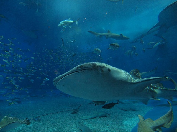 いよいよｇｗ 今からでも間に合うおすすめスポット 動物園 水族館ランキング ｔｏｐ２０ フォートラベル株式会社のプレスリリース