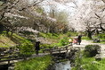【東京・多摩】桜のイベントが続々! 小金井公園で「桜まつり」、立川・国立・国分寺で「桜デジタルスタンプラリー」開催!