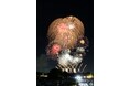 【東京・多摩地域】夏の風物詩・福生で七夕まつり、立川で花火大会を開催！ 国立（くにたち）で謎解き体験開催中！
