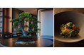 【ジャヌ東京】「TRADMAN’S BONSAI」の盆栽に染まるフェスティブシーズン - 史上初のクリスマスツリーの盆栽ほか、盆栽からインスパイアされた限定ディナーやカクテル登場