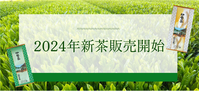今年伊勢茶