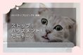 『STOP! ハラスメント! やらない・やられない・やらせない! ストハラプロジェクト始動!』