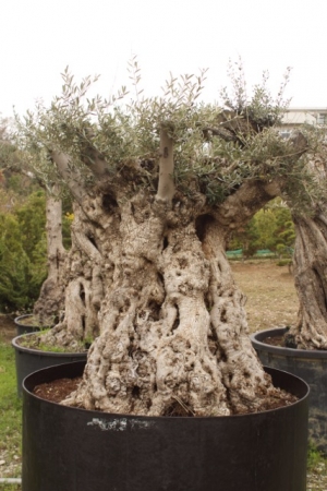 樹齢500年のオリーブの樹