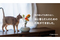 猫が遊んでも倒れない花瓶、ネコハナから発売開始