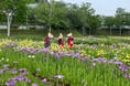 千葉県内有数の規模！約1万5千株が初夏を彩る「袖ケ浦公園 花菖蒲まつり」を6月12日(金)より開催