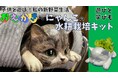 【新商品】おえかきにゃんこの水耕栽培キット♪立体ぬり絵でオリジナルにゃんこ。そして楽しくお手軽に水耕栽培。知育にも食育にも。8月1日に応援購入サイトMakuakeでサポーター募集を開始。