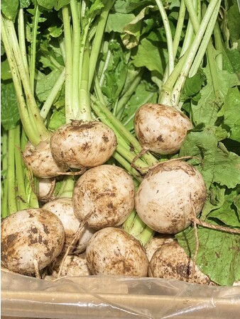 千葉県香取市産 『艶(あで)こかぶ』 千葉県香取市産 『艶(あで)こかぶ』