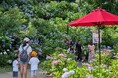 【山口・あさひ製菓】第25回あじさい祭り開催 ～3日間で約4万人来場～