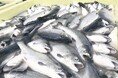 日本全国１１２ブランドを網羅　みなと新聞、「拡大続く日本のサーモン養殖 全国産地マップ２０２６」を発売