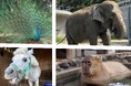 岡崎市銭湯が地域の未来も「沸かす」!!ーコラボタオルで動物園応援プロジェクトー