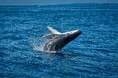 【1枠限定】Arteが手掛ける沖縄の海で“唯一無二のホエールスイム体験”を特別販売開始