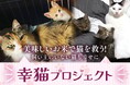 \第3弾 飼い主のいない猫も幸せに/佐賀県鹿島市のTNR活動、地域猫活動の推進へのご寄附をお願いいたします。~幸猫プロジェクト~