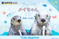 『鳥羽水族館』のアイドルが帰ってきた! 「ラッコのメイちゃん」の誕生日を、可愛らしいグッズでお祝いします!
