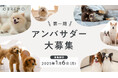 “人と同じ食卓に並べられる品質”のヒューマングレードドッグフードブランド「OBREMO(オブレモ)」が公式アンバサダー1期生の募集を開始。