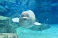 名古屋港水族館の法人サポーターに登録