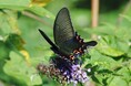 希少種から謎多き種まで、ユニークで貴重な標本が集合!ミニ展示「東アジアのカラスアゲハの仲間」を開催します