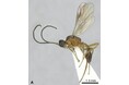 高校生が新種発見！ゾウムシの成虫に寄生する寄生蜂【世界初の事例】