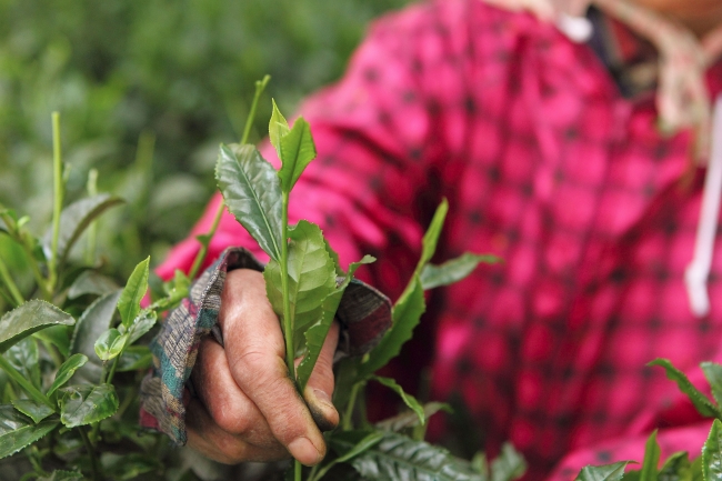 伝統本玉露製法の茶葉は、年に1度の新茶の時期に丁寧に手摘みされます。