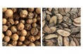 沖縄県で採取した、食用に適さない植物の種子から生成した国産SAFを用いたフライトを3月25日に沖縄県内路線(JTA565便/那覇発宮古島行き)で実施します