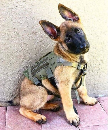 全米トップレベルの軍用犬、警察犬訓練施設でも活用されています