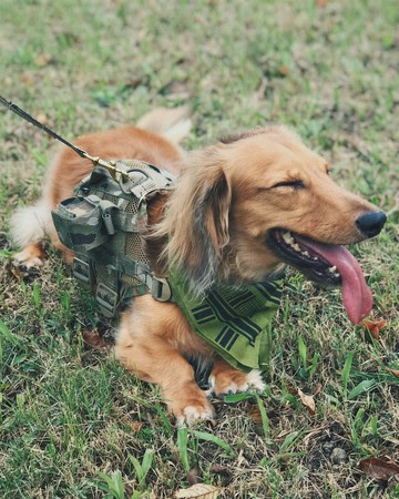 Compact K9 Tactical MOLLE Dog Vest