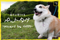 【大事なペットの迷子・災害対策に】 見つけたら、QRコードで直接飼い主にお知らせ！* 充電不要でGPS情報も送れる最新型ペットタグを8/13(火)にクラウドファンディングを開始
