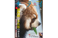 『サライ』最新号は、「新しい動物園と水族館の歩き方」を大特集。先進的な施設の種の保存や環境保全への取り組みに迫ります。