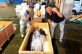 123kg・139kg、合計262kgの本マグロを競り落とし。壱岐島・郷ノ浦漁港直送フェア開催｜牡蠣と海鮮 にほんいち 大阪堺筋本町店