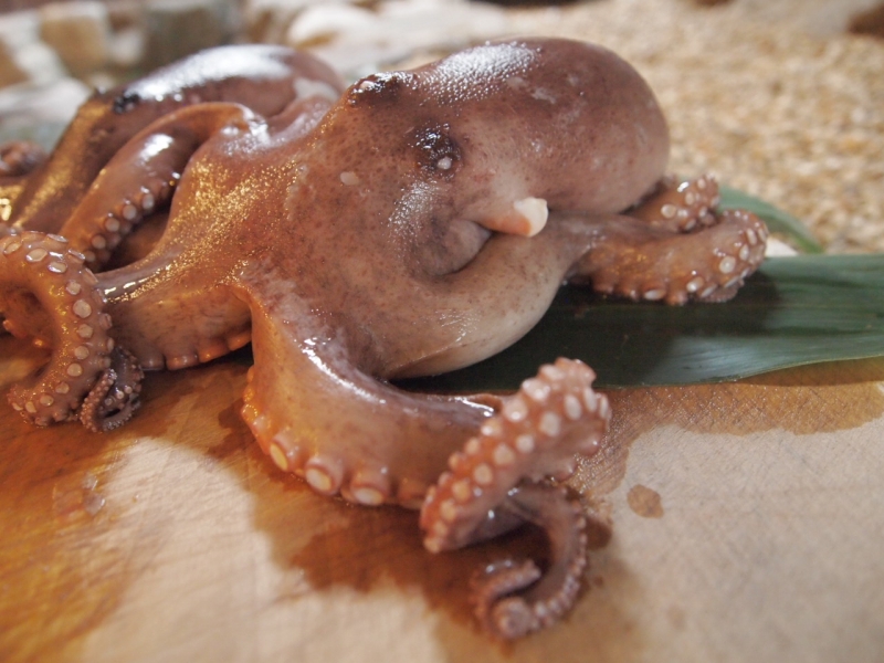 おいしいタコがやってくる 三原うまいもの市 ｉｎ広島ブランドショップｔａｕ 広島県のプレスリリース