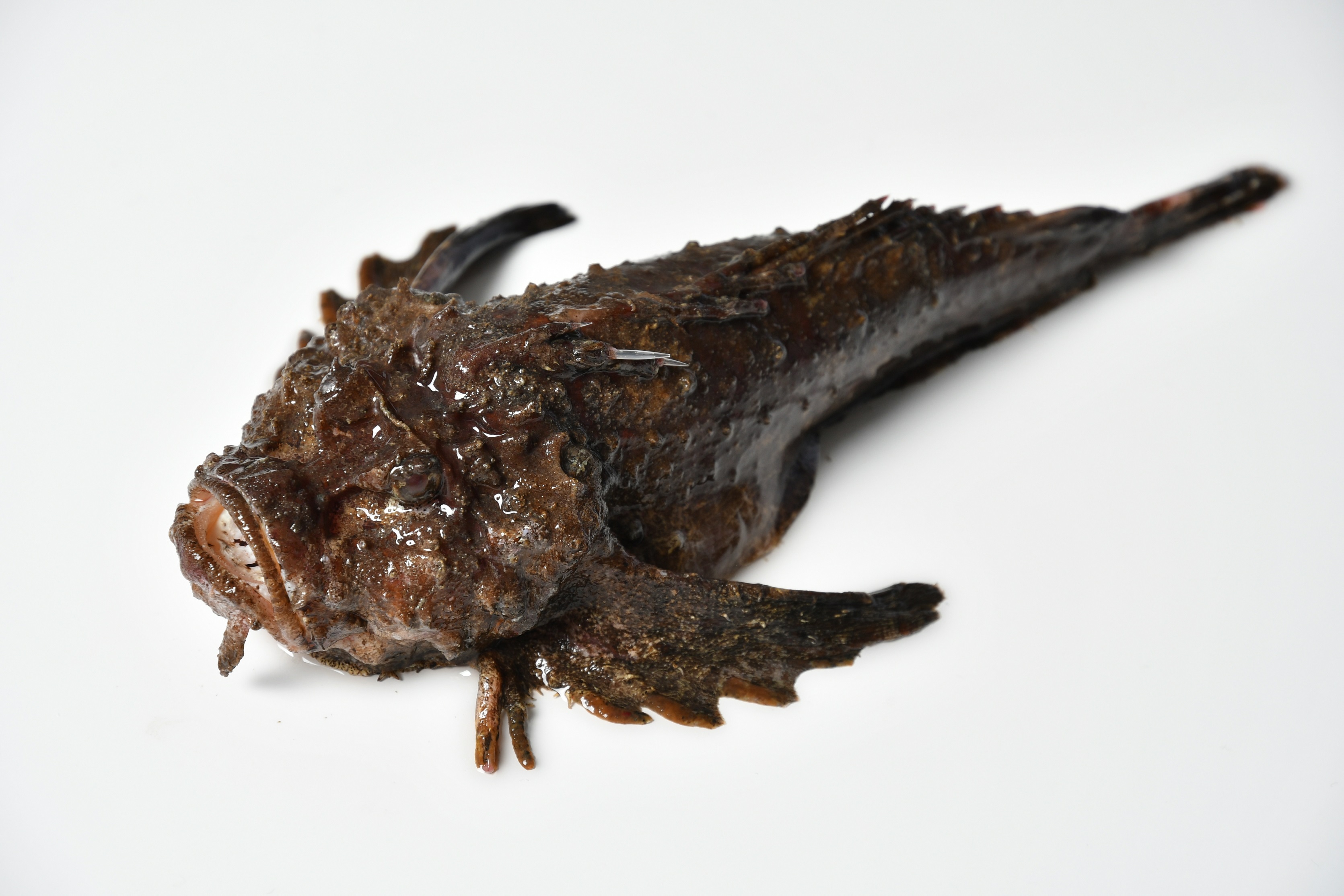 瀬戸内ひろしま鮮魚フェアを開催します 広島県のプレスリリース