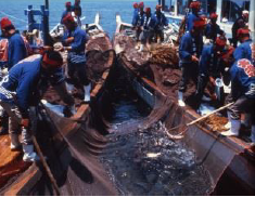 鞆の浦鯛しばり網漁法