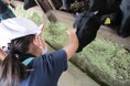 牛農家が小学校で食育「命をいただく大切さ」五感で体験。