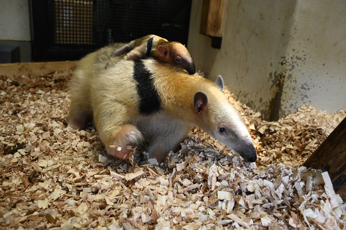 横浜市立野毛山動物園で初めてミナミコアリクイの赤ちゃんが誕生しました！