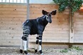 よこはま動物園で誕生した、オカピの赤ちゃんお披露目!