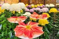 横浜・三溪園 県内トップクラスの技術師が集う「菊花展」を開催(10/26~11/24)