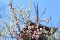 横浜・三溪園 第51回 観梅会を開催します(2/9~)