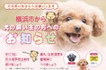 \横浜をもっとドッグフレンドリーな街に/「犬の飼い主の方へのお知らせ」のデザインをリニューアル!
