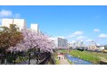 江戸時代から続く横浜市の戸塚区柏尾川桜並木を将来へ~クラウドファンディング型ふるさと納税4月3日スタート!~