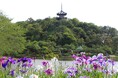 横浜・三溪園にて梅雨を愉しむ、味わう「花しょうぶ展」・「梅づくし」を開催!