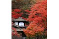 横浜・三溪園　紅葉の遊歩道開放～古建築と紅葉が織りなす絶景～